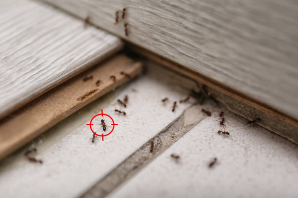 Best Best Pest Control Companies  in Boaz, AL