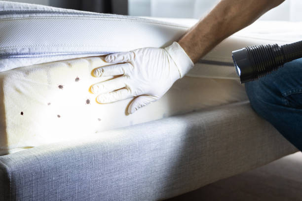Best Wasp Removal Services  in Boaz, AL