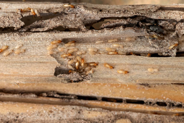 Best Pest Prevention Services  in Boaz, AL